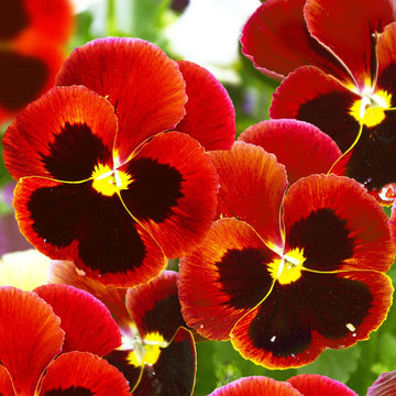 Pansy  Seeds – Red & Brown