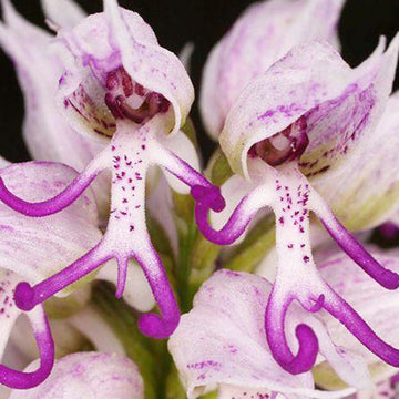 Orchis Italica Seeds – Naked Man Orchid