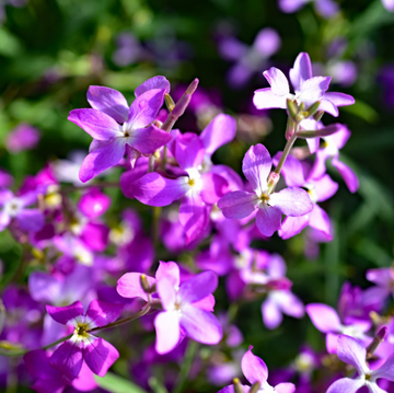 Stock Seeds – Night-Scented