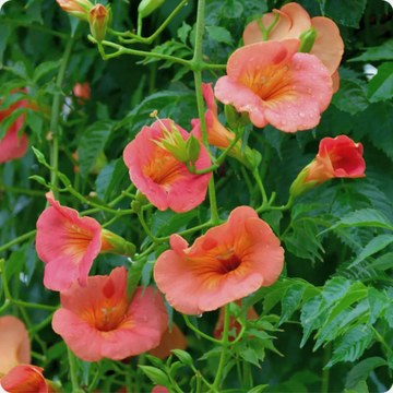 Hummingbird Vine Seeds – Scarlet Trumpet