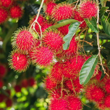 Rambutan Seeds – Tropical