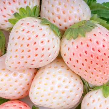 Strawberry Seeds - White