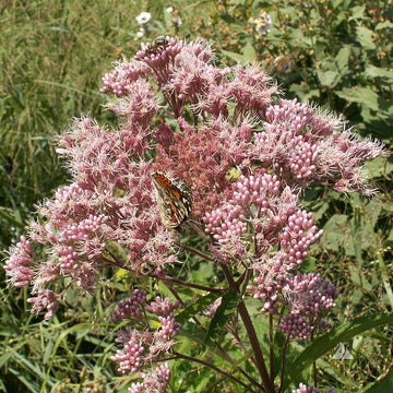 Joe-Pye Seeds – Spotted