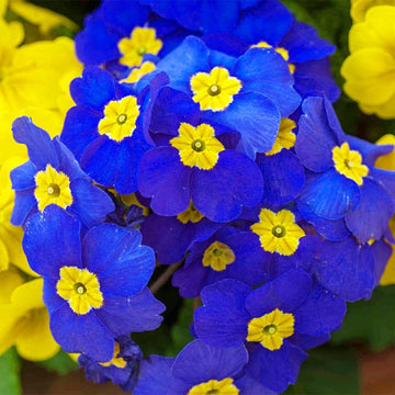 Primula Seeds – Perennial