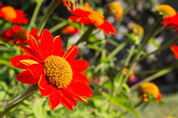 Mexican Sunflower Seeds – Heirloom