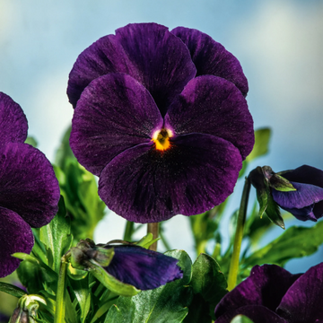 Pansy Seeds - Dark Purple