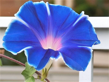 Morning Glory Seeds – Japanese
