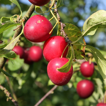 Plum Seeds- Prunus Cerasifera