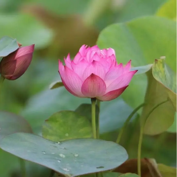 Lotus Seeds – Root