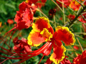 Pride of Barbados  Seeds – peacock