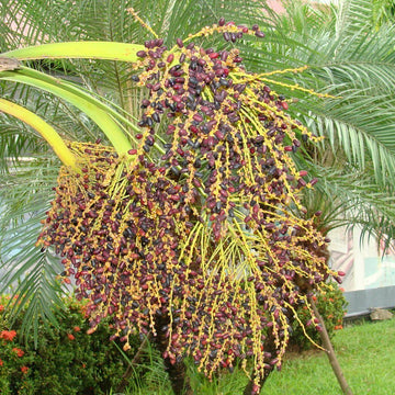 Palm Seeds - Phoenix Roebelenii Pygmy Date