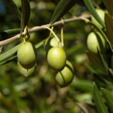 Olive Seeds