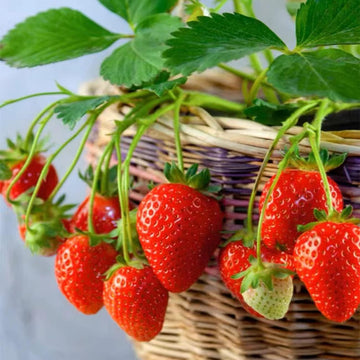 Strawberry Seeds – Fresh Climbing