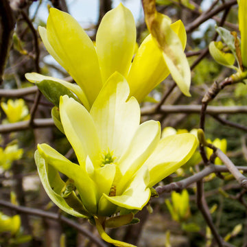 Magnolia Seeds – Butterfly