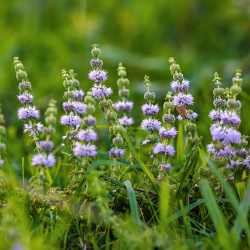 Pennyroyal Seeds – Perennial