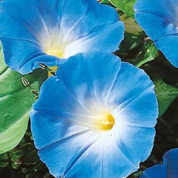 Heavenly Blue Morning Glory Seeds – Flower Plant