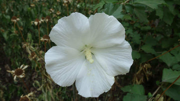 Rose of Sharon Seeds – White