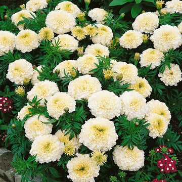 Marigold Seeds – White