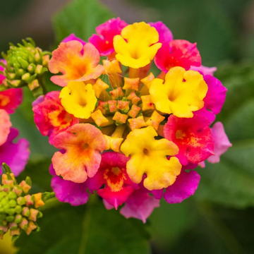 Lantana Seeds – Urticoides