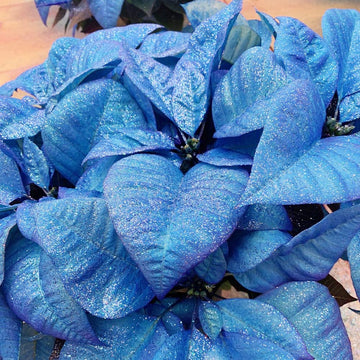 Poinsettia Seeds – Blue