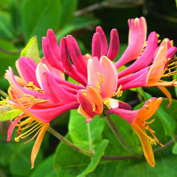 Honeysuckle Seeds – Gold Flame