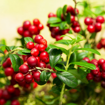 Berry Seeds - Lingonberry
