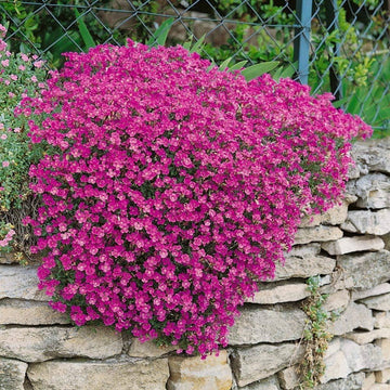 Rock Cress Seeds – Groundcover