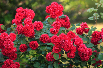 Rose Seeds – Red Bush