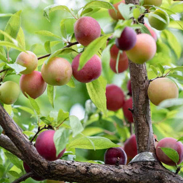 Plum Seeds – Chickasaw