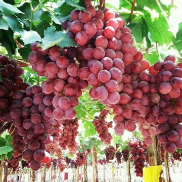 Red Globe Grape Seeds – Large Cluster