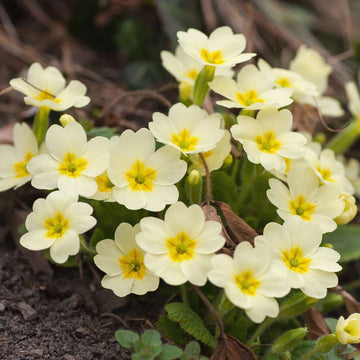 Primula Seeds – Polyanthus Primrose