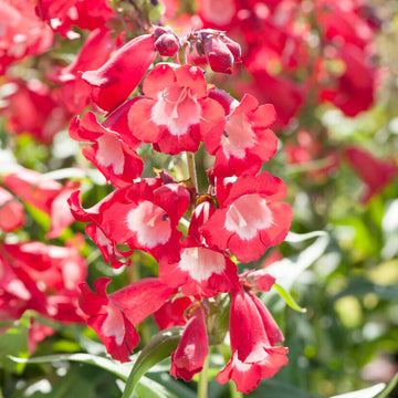 Hartwegii Penstemon Seeds – Flower Plant
