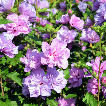 Rose of Sharon Seeds – Mixed Colors