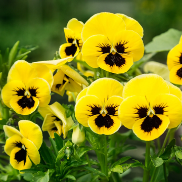 Pansy Seeds - Yellow & Brown