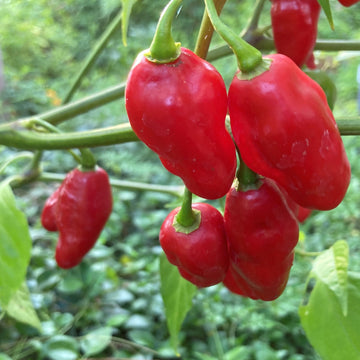 Pepper Seeds – Devil's Tongue Hot