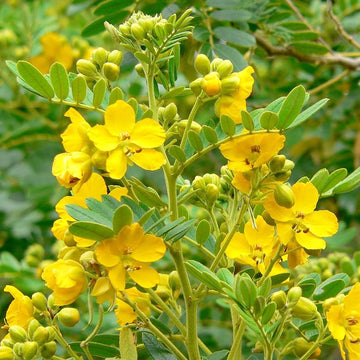 Egyptian Senna Alexandrina Seeds – Flower Plant