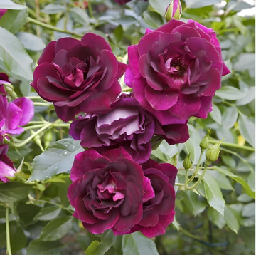 Rose Seeds – Burgundy Climbing
