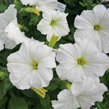 Petunia Seeds – White Grandiflora