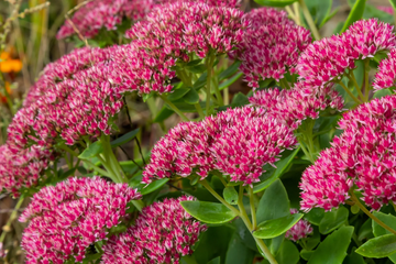 Sedum Seeds – Emperor’s Wave