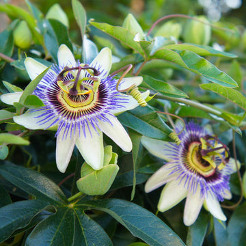 Passiflora Seeds – Mixed Passion