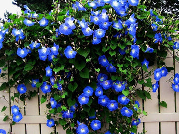 Morning Glory Seeds – Blue Star