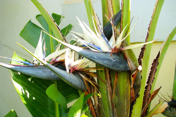 Strelitzia Seeds – Giant White