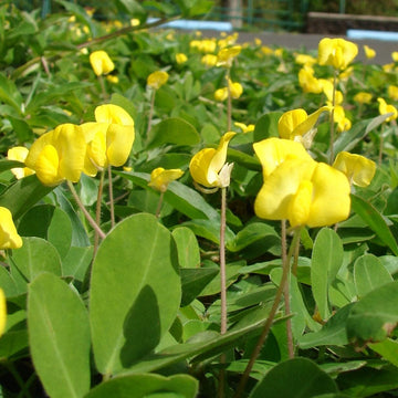 Peanut Seeds – Pinto