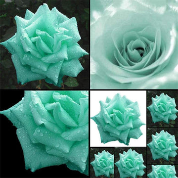 Rose  Seeds – Mint Green
