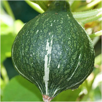 Squash Seeds – Hubbard