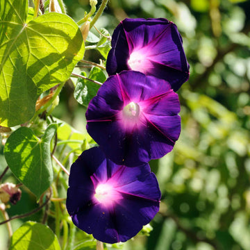Morning Glory Seeds - Black