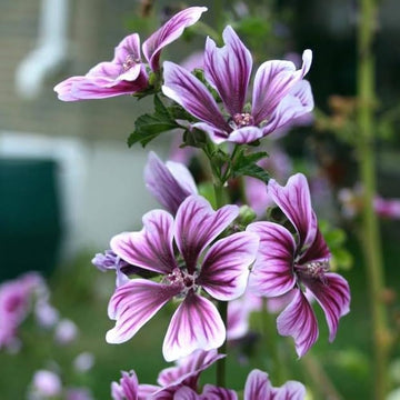 Mallow Seeds – Zebra