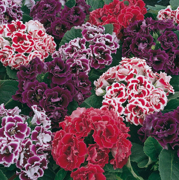 Sinningia Seeds – Mixed Colors