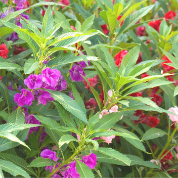 Impatiens Seeds – Balsam