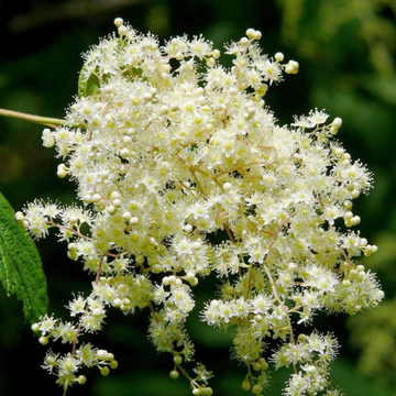 Holodiscus Discolor Seeds - Shrub